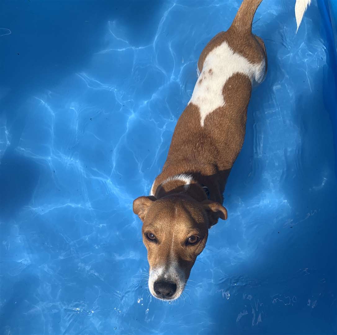 Paddling pools and hoses can be helpful in letting dogs cool off