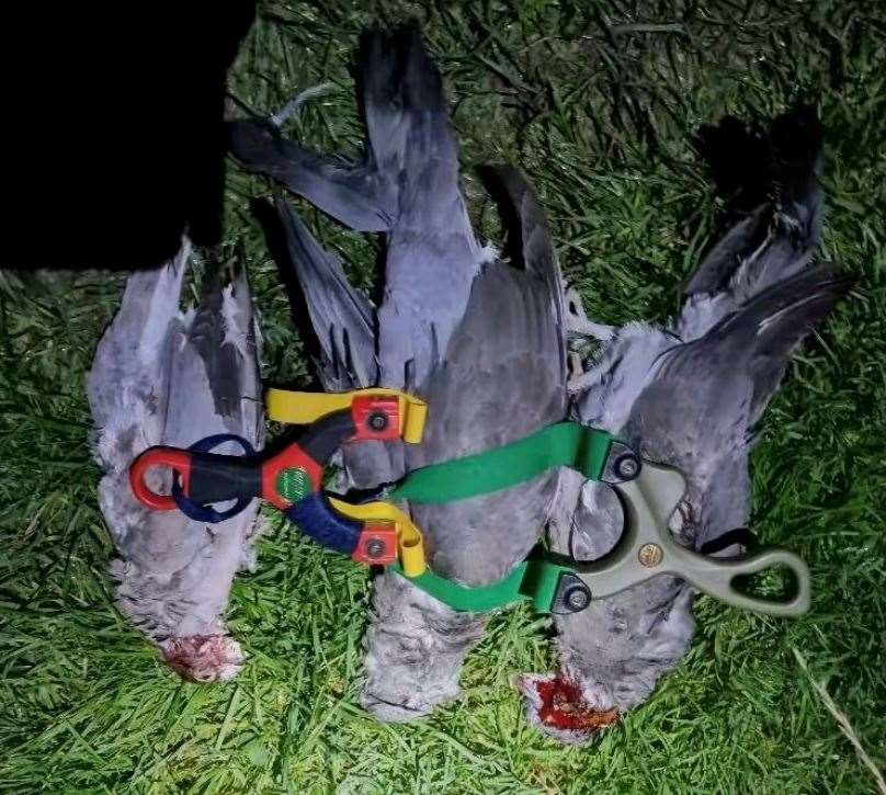 Three dead pigeons with blood on their necks photographed with catapults