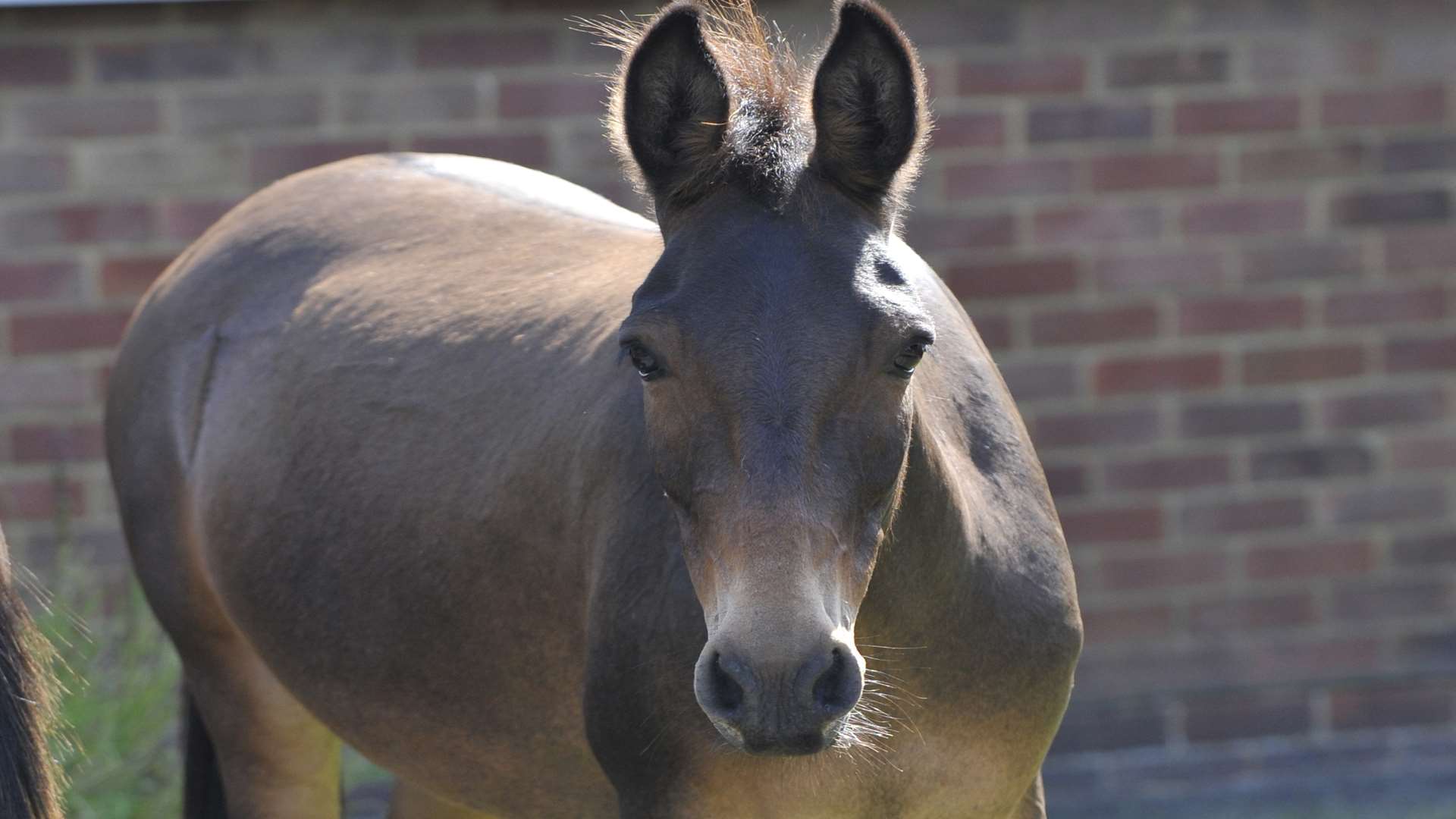 A horse was rescued from a ditch in Seasalter.