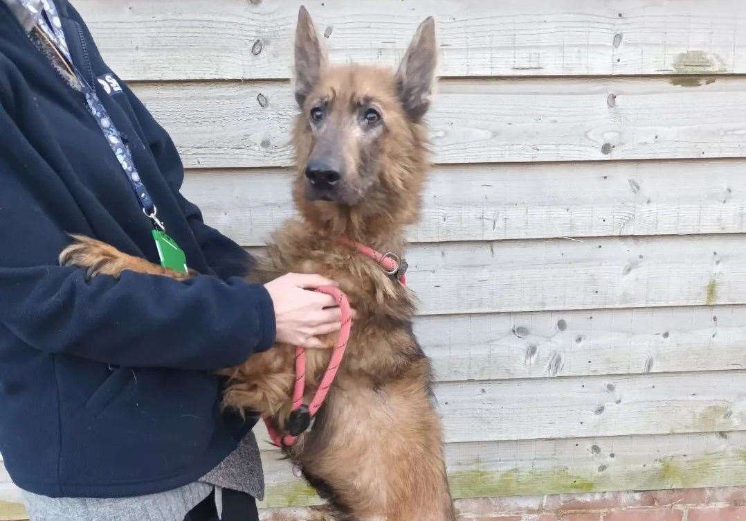 Bluebell was taken to the vets yesterday to have a health check and blood test. Picture: Swale Borough Council Stray Dog Service