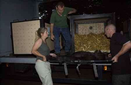 ON MOVE: The gorillas are shipped out to the Gabon in boxes