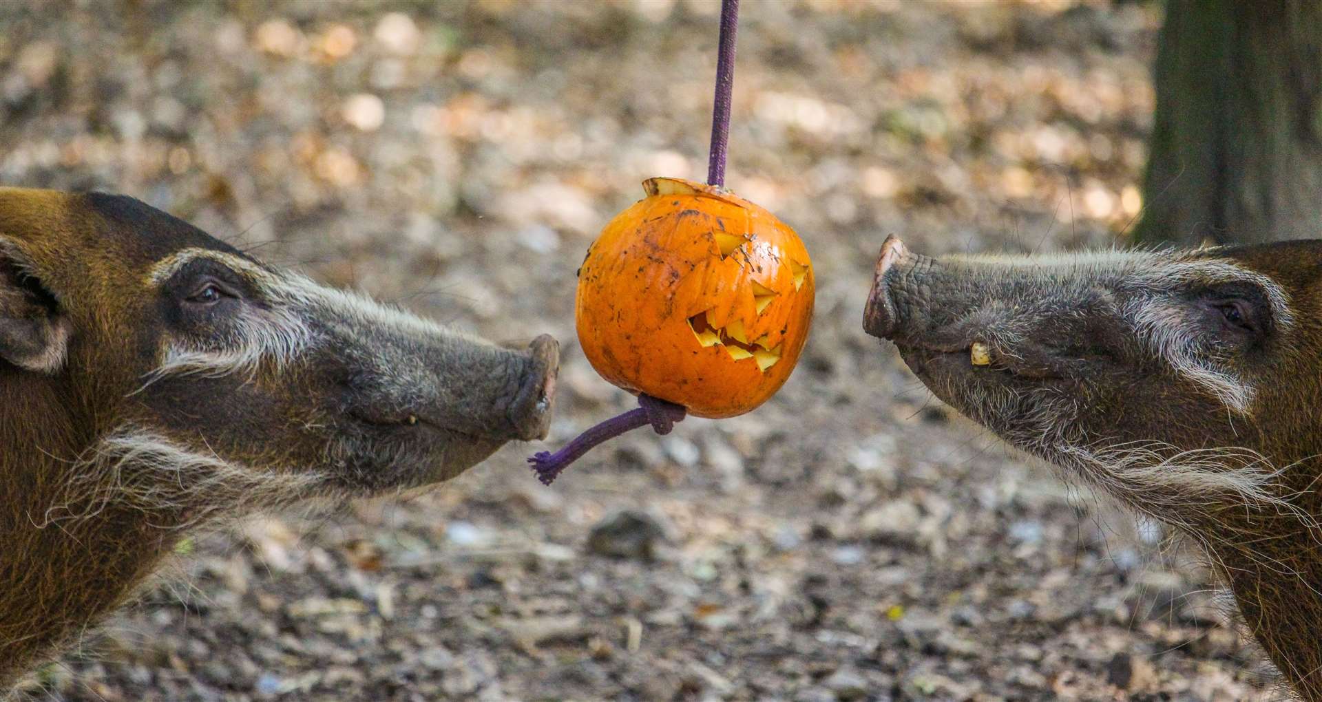 We’re giving away a family trip to Howletts Wild Animal Park. Picture: Howletts