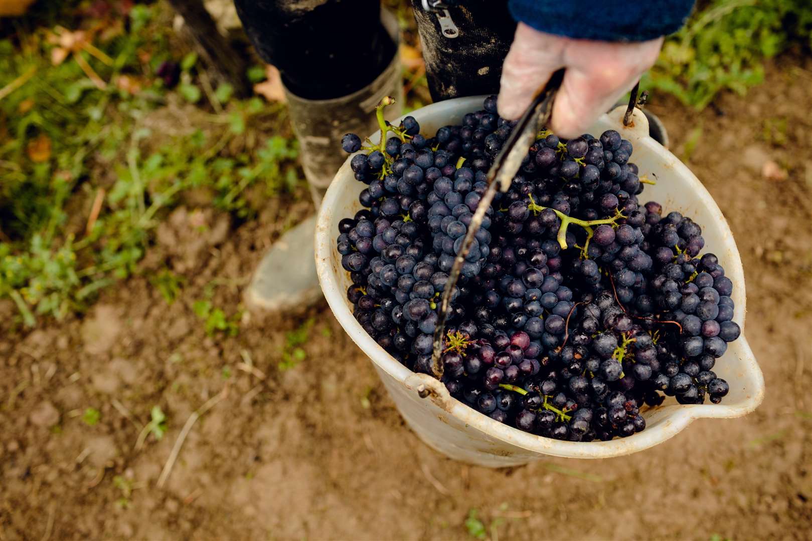 The harvest at Gusbourne Estate