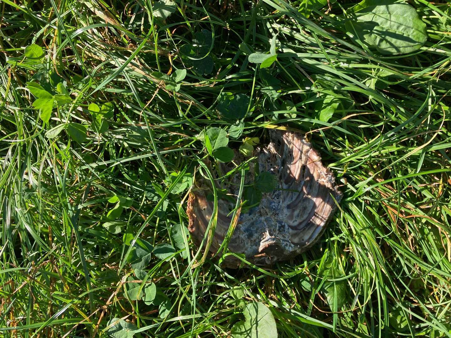 Pigs ribs dumped near Curlew Crescent in Strood