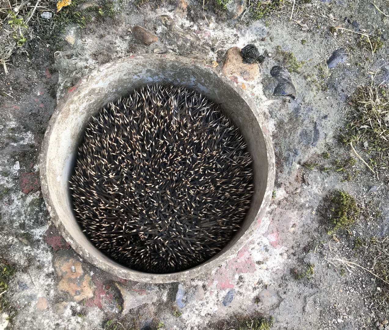 A hedgehog got stuck in a pipe