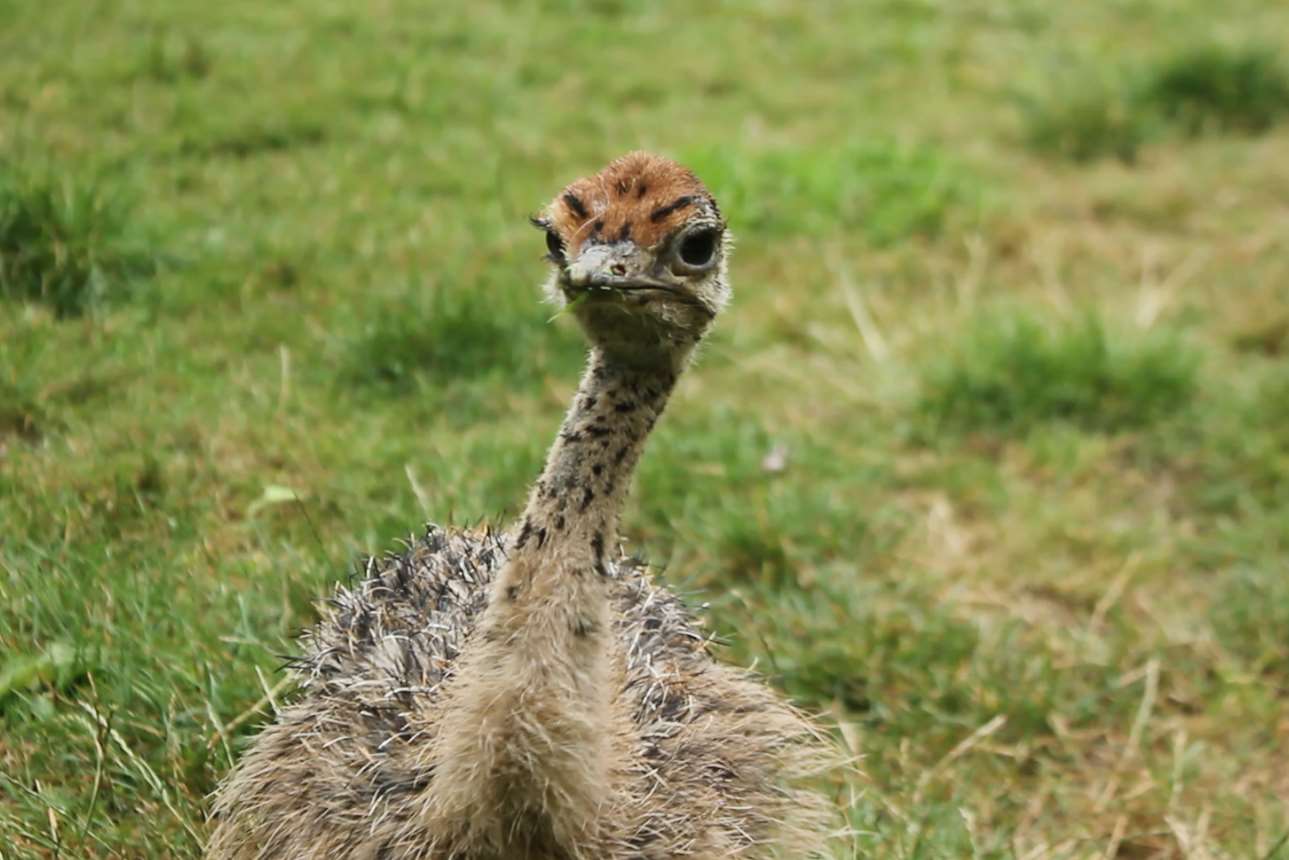 Cambridge is due to move to the African reserve in the next week. Picture: Port Lympne Reserve