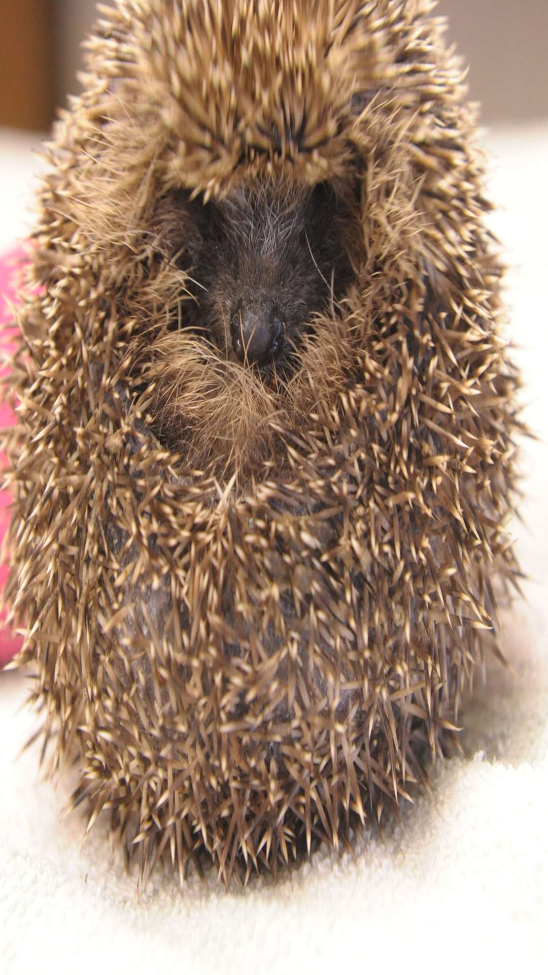 A rescued hedgehog