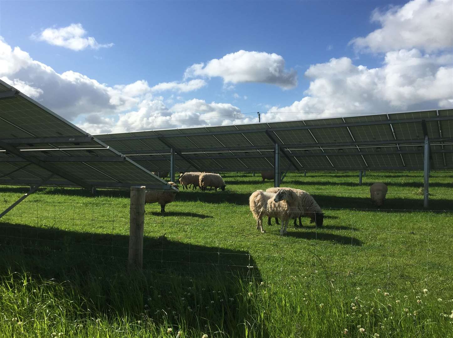 Sheep will be able to continue to graze around the panels once they are installed. Stock picture