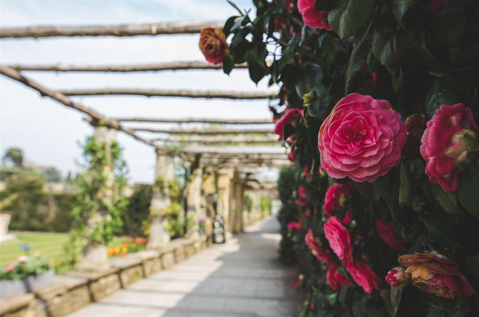 Camellias ear the lake at Hever Castle Picture: Hever Castle & Gardens