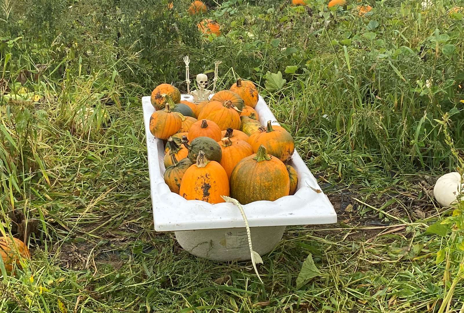 There are plenty of photo opportunities and props on the farm