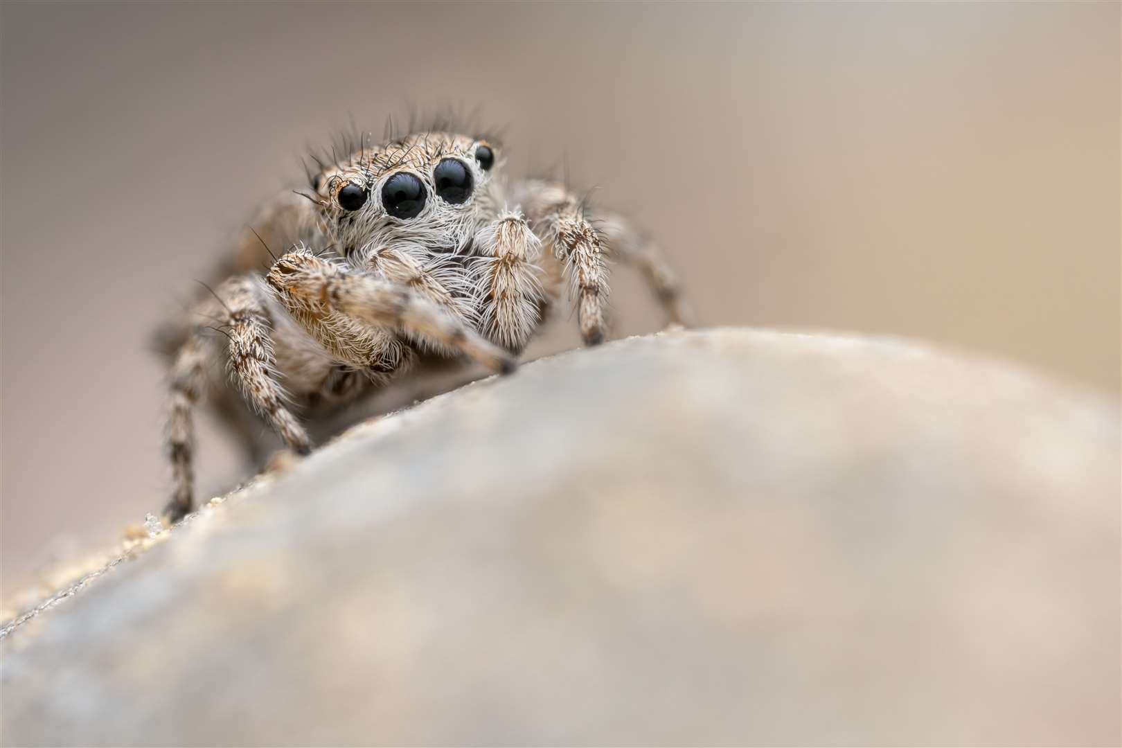 The rare jumping spider (Attulus distinguendus) is found on the Swanscombe Marshes - one of only two places in the UK. Picture: Roman Willi