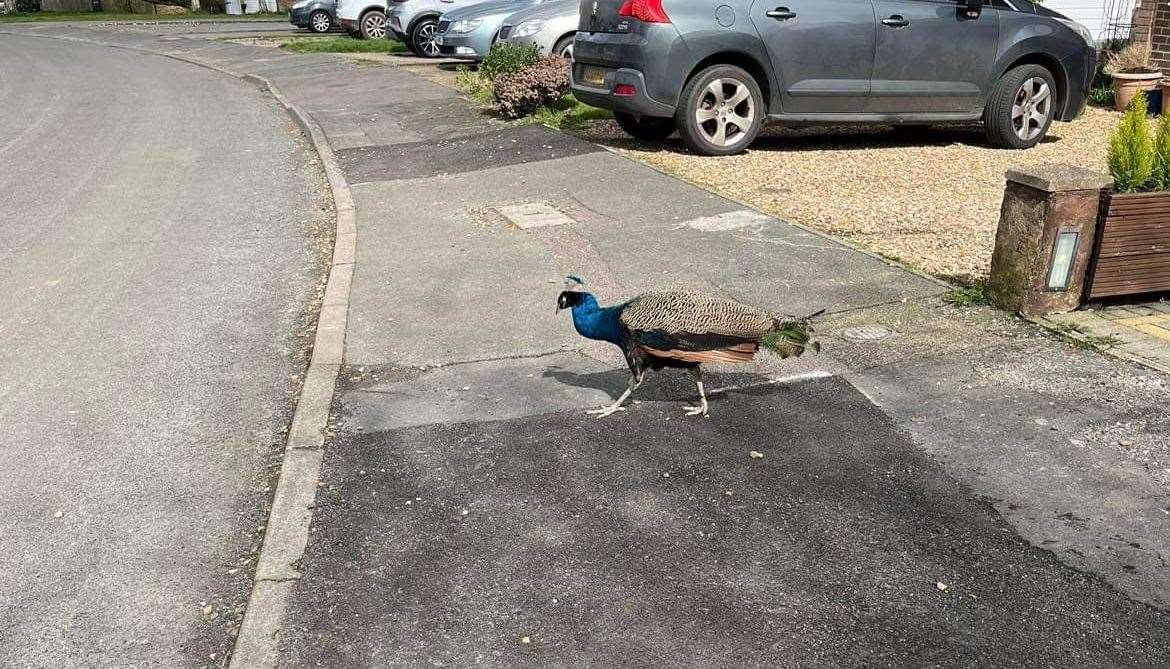 Rodney had been wandering the streets of Vigo for around a year