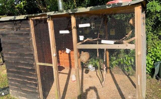 This cage contained a large number of smaller birds, but even they were keeping themselves well-hidden most of the time