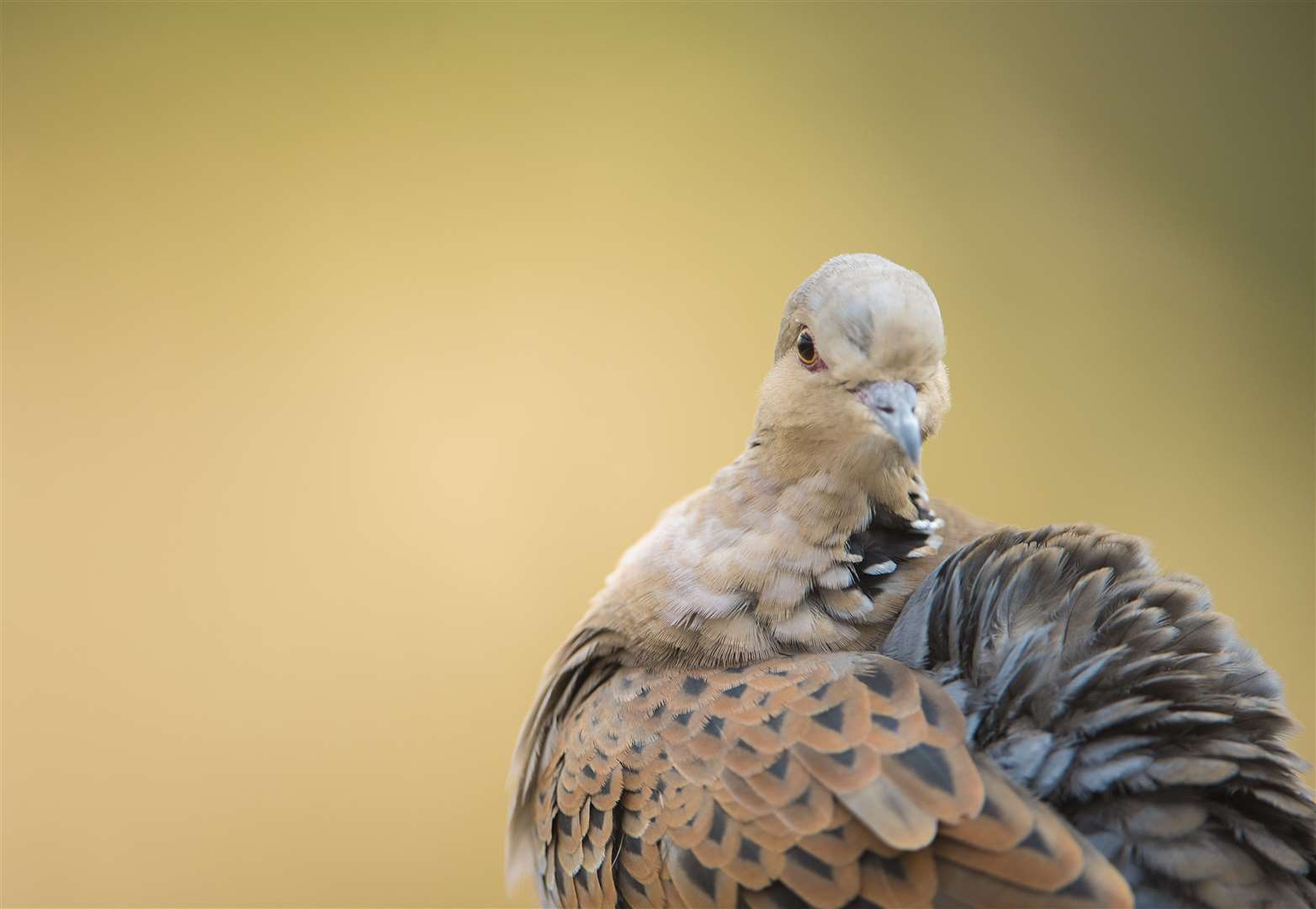 Turtle dove Streptopelia turtur Picture: RSPB Images/Ben Andrew