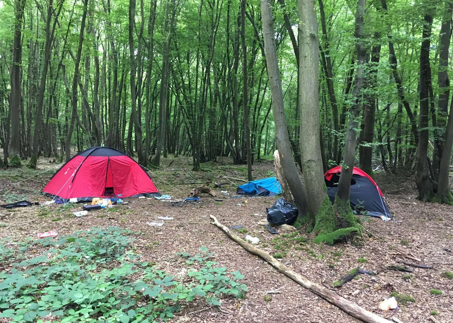 An abandoned camp in Dering Wood in Pluckley