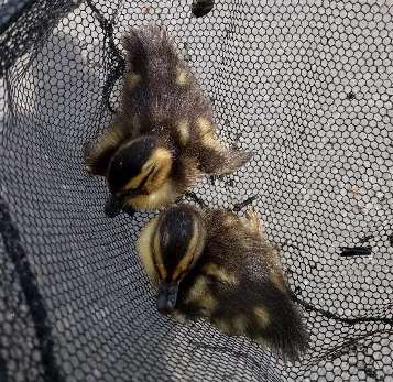 The two ducklings were rescued from a storm drain