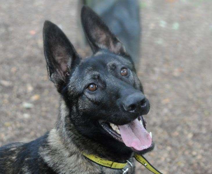 Belgian shepherd dog Noah. Pic: Dogs Trust