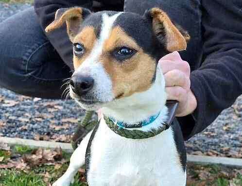 Minx is a Jack Russell Terrier. Picture: Last Chance Animal Rescue