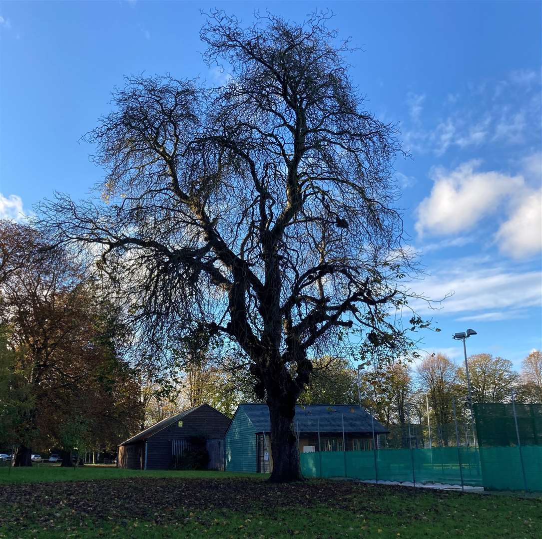 The tree is thought to be at least 156 years old