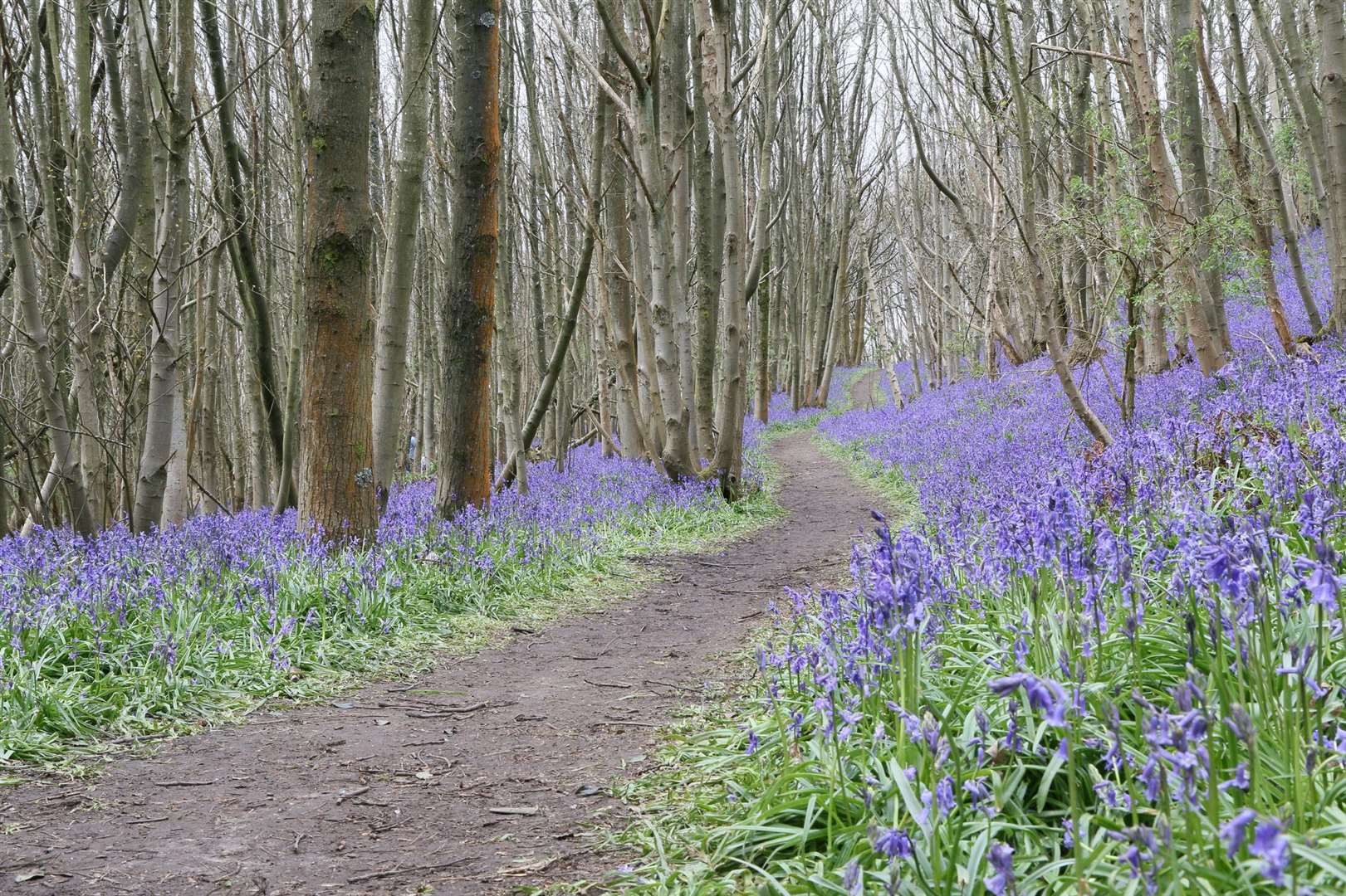 Riverhill Himalayan Gardens Bluebell Woodland Walk near Sevenoaks