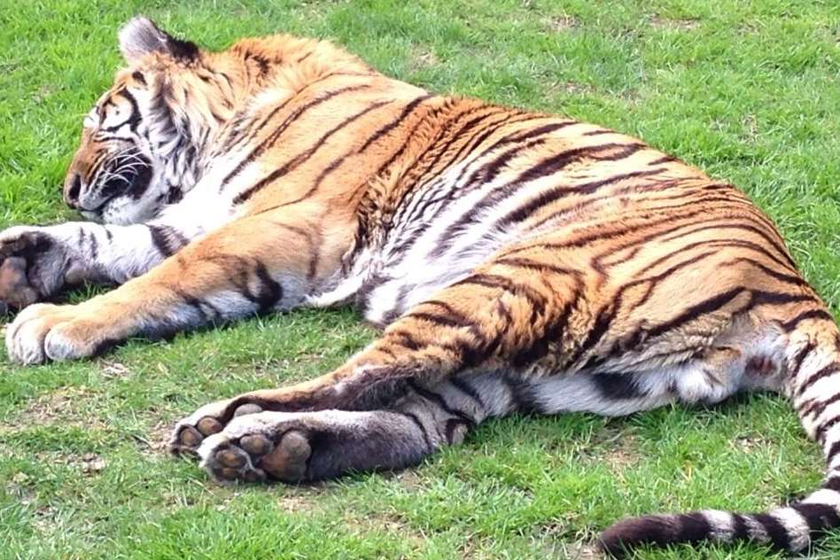 Bruno reached the grand age of 20. Picture: Wildlife Heritage Foundation