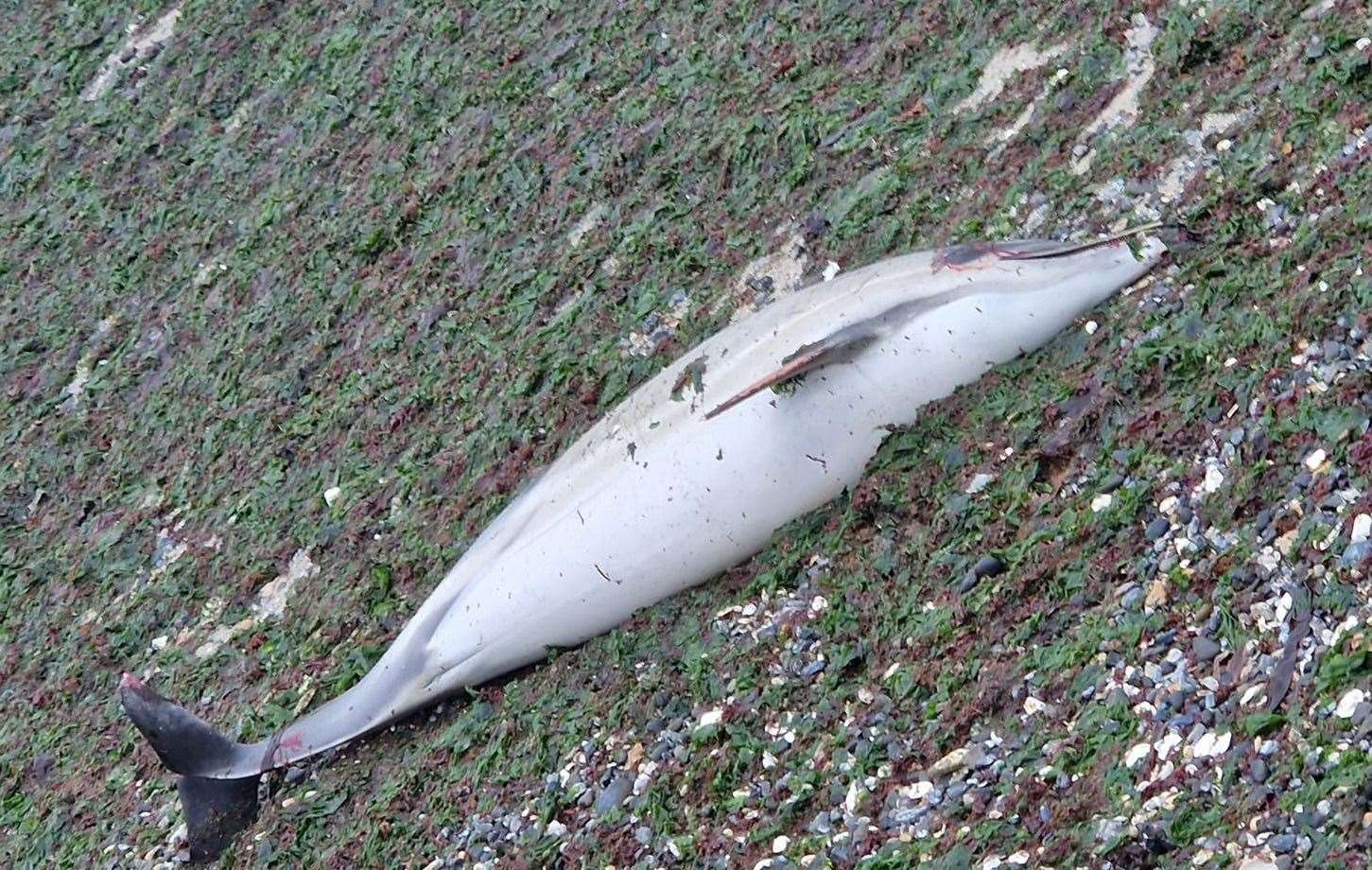 A dead dolphin has washed up on Grenham Bay in Birchington-on-Sea. Picture: Nigel Hartley