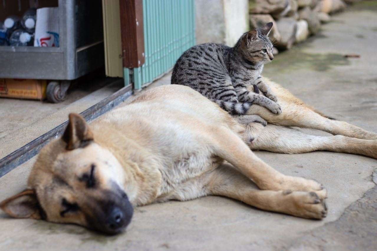 Experts have revealed which dog breeds are the most cat-friendly. Stock image