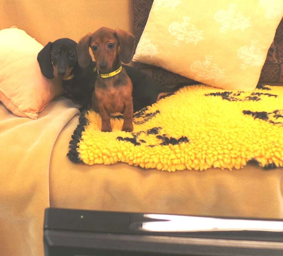 Steph and Dom catch up on TV at the Dogs Trust