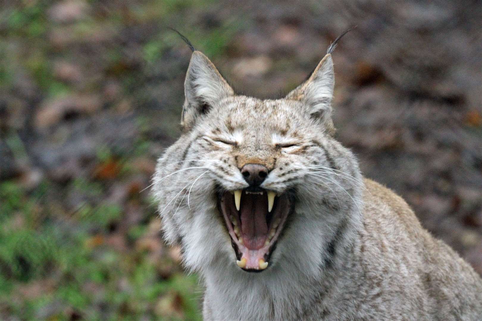 A lynx-like beast was spotted near a kids play area. Stock image