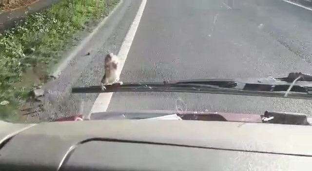 Sally Hall, From Romney Marsh, discovered the mouse after it climbed from under the bonnet of the car on the motorway. Photo: SWNS