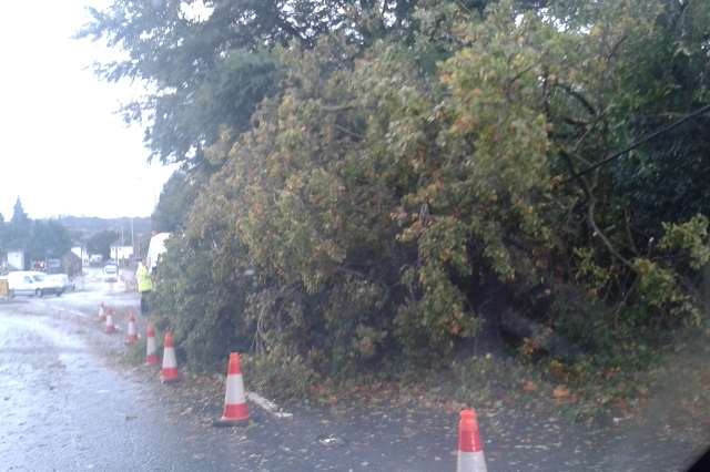 A fallen tree at the bottom of Sturry Hill in Canterbury