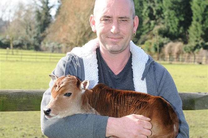 Wayne May, owner of the Artisan Rarebreeds Centre, and Dave the Asian miniature zebu cow