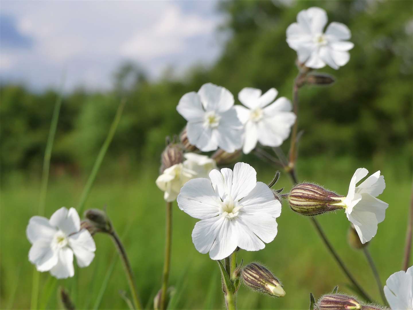 White campion is one of the increasingly rare plants which could benefit from less mowing (Peter Fleming/PA)