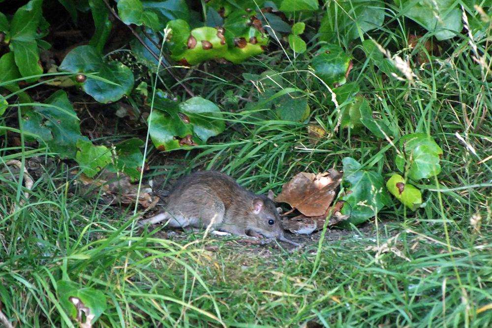 Rats on the island in the Herne Bay Memorial Park lake