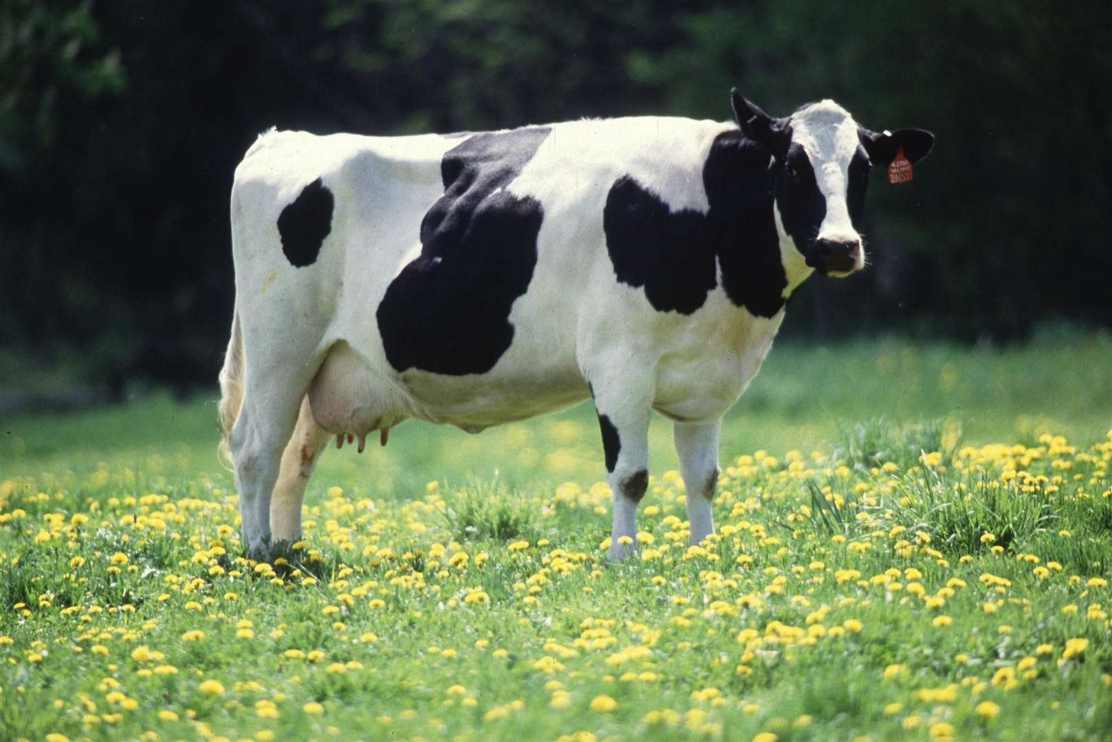 Several cows got onto the railway line between Frant and Tunbridge Wells