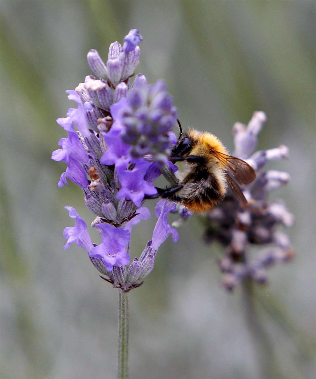 Do your bit for the bees by growing lavender (Peter Byrne/PA)