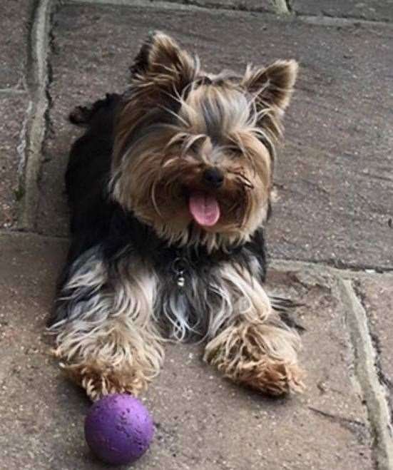 Teddy went into Parkvets in Longfield to have some teeth removed (19357558)