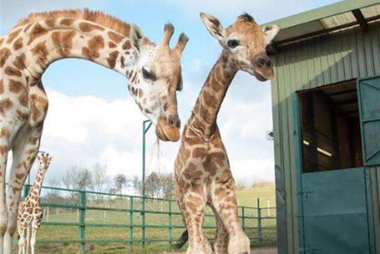 Lehana and her first calf. Credit: Port Lympne (2197161)