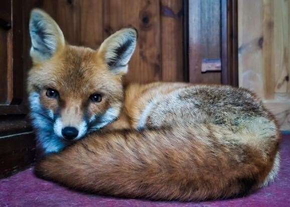 Hazel the fox will be undergoing surgery next week to help combat her seizures