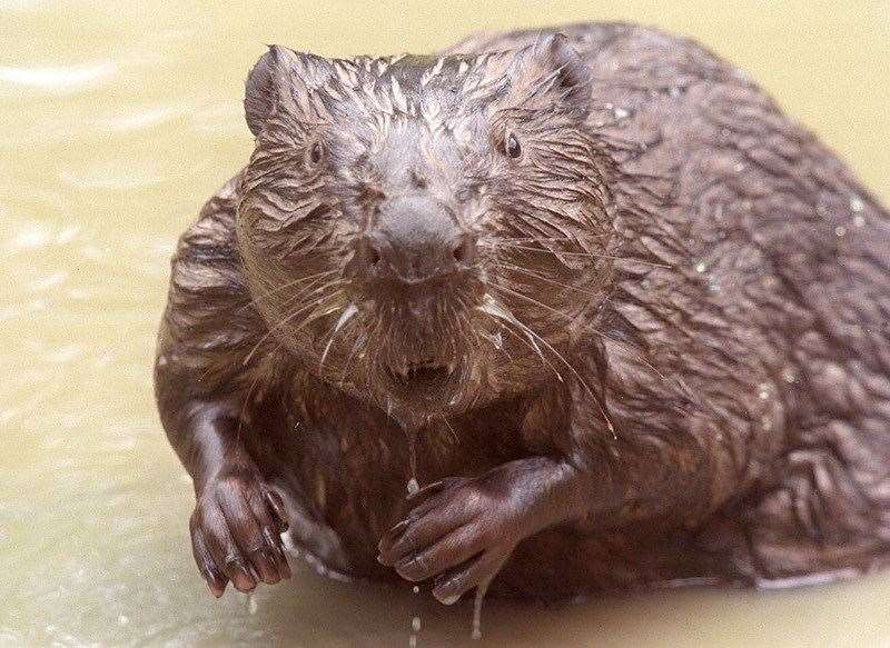 Beavers numbers are back on the rise in the wild