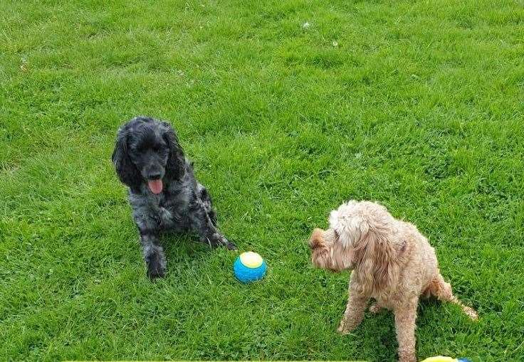 The owners' dogs, Sage and Saffron