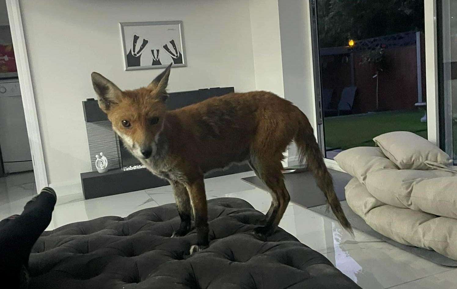 Hope the fox on the sofa in Marcel's home in Bearsted. Photo: Marcel Payne