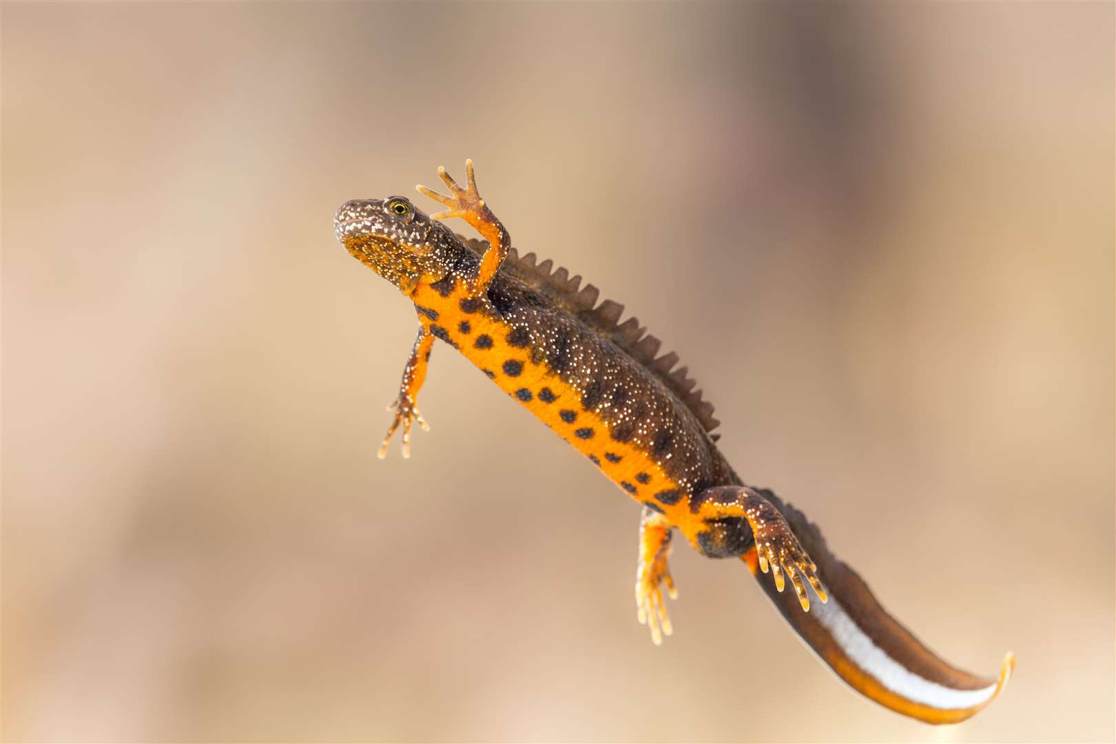 A great crested newt