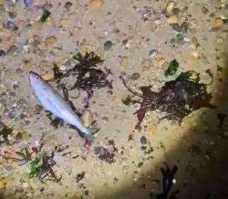 They were found near Herne Bay. Picture: Andy Gamble