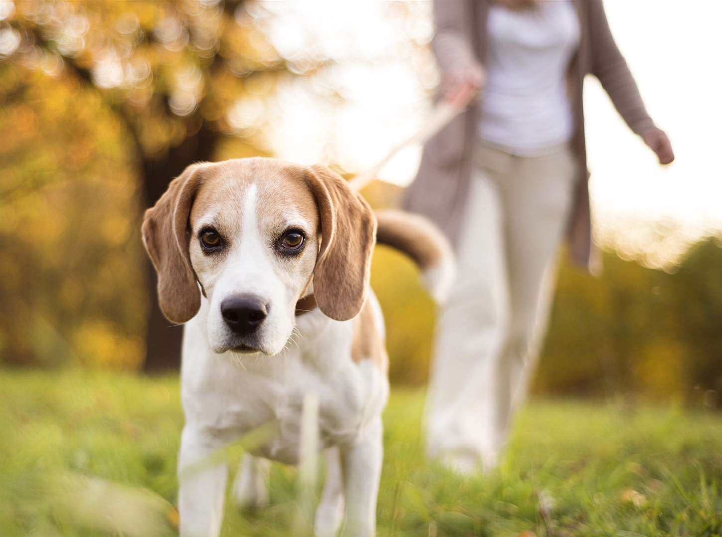 The field offers a private place to walk dogs