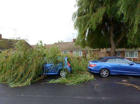 Willow tree in Kent Avenue, Minster