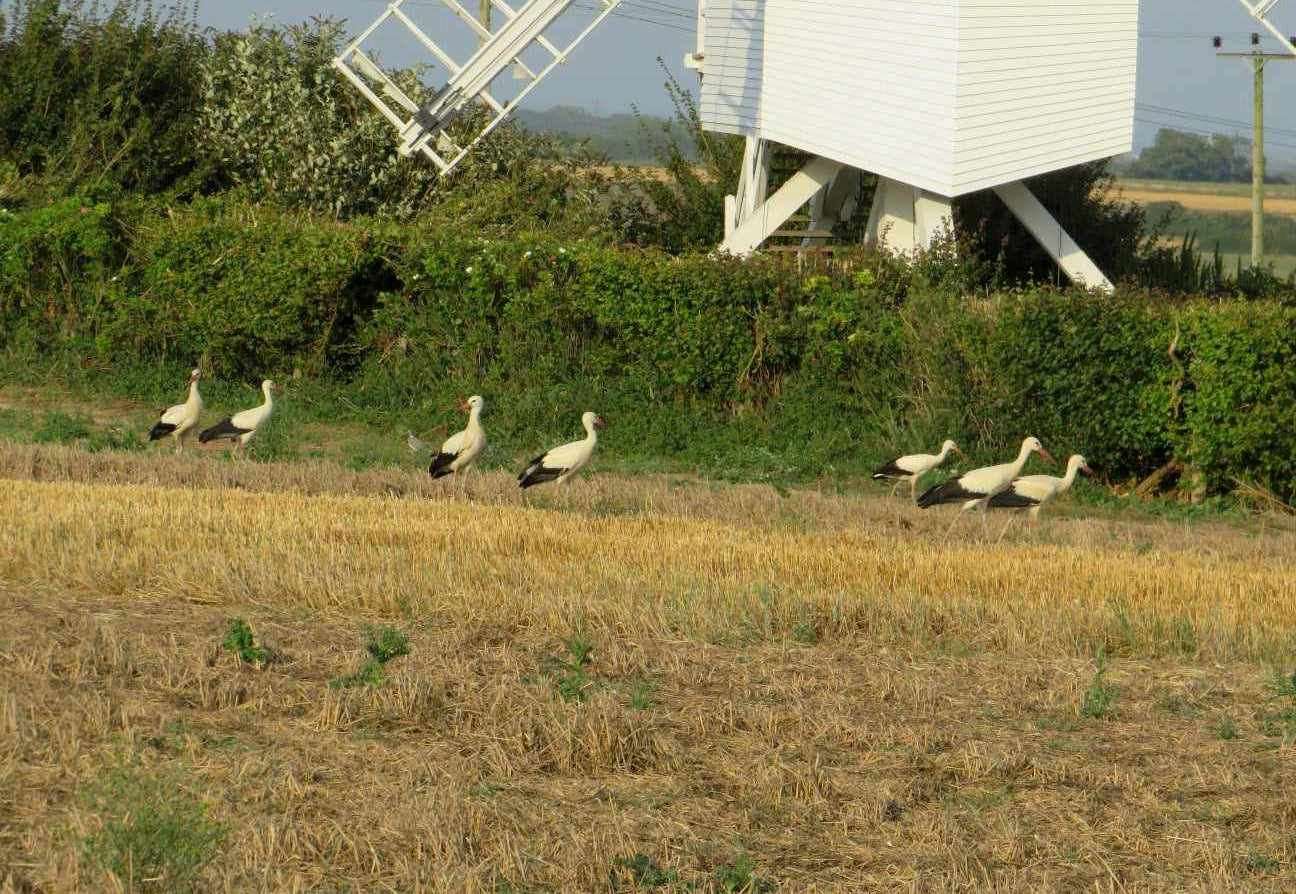 The white storks at Chillenden Windmill near Deal. Picture: George Cooper