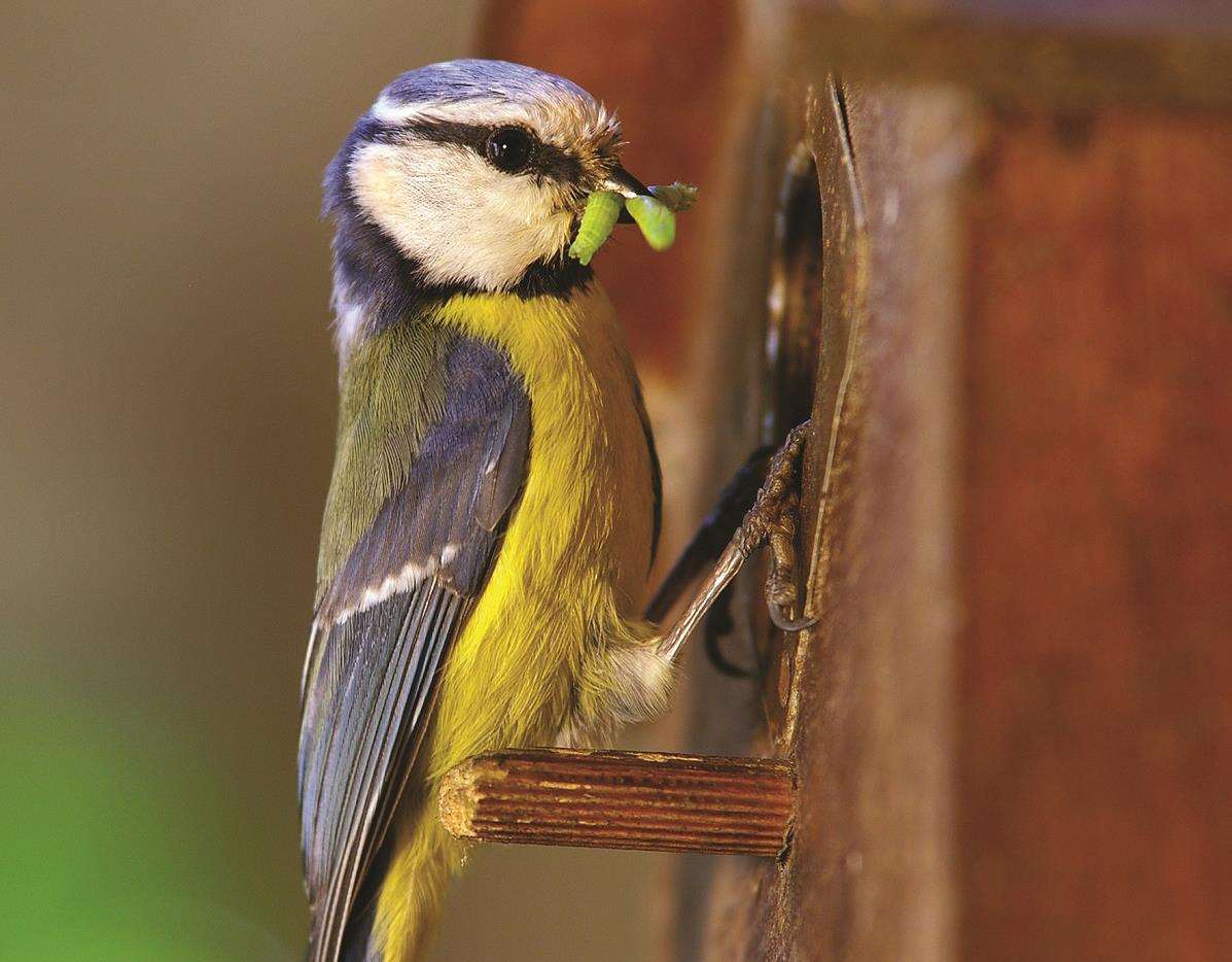 Hever Castle Living with Nature