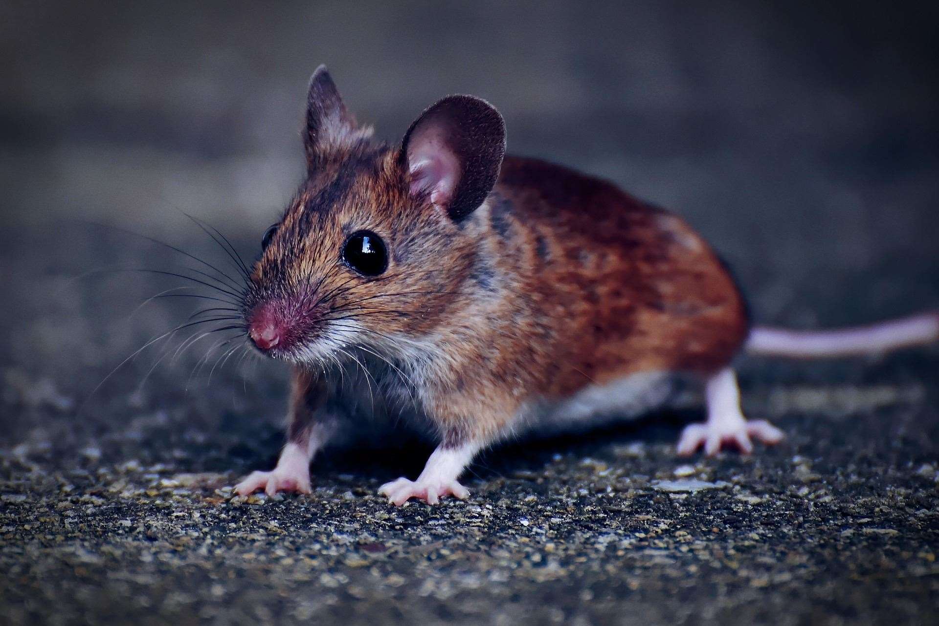 A mouse was spotted on the top floor. Stock picture