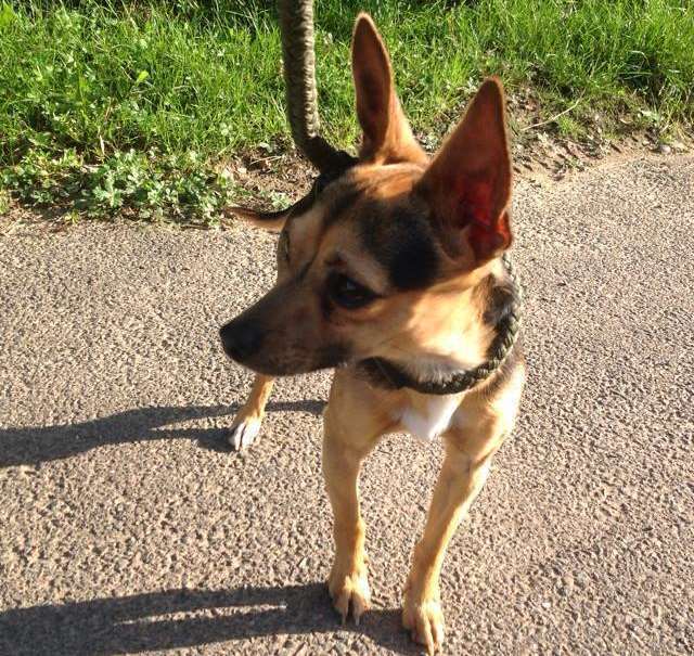 This little dog was reunited with his owner after his picture was posted onto Facebook.